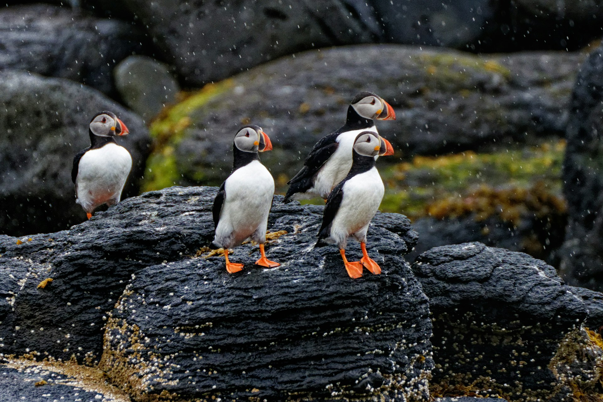 This is a photo of a puffins in Iceland.